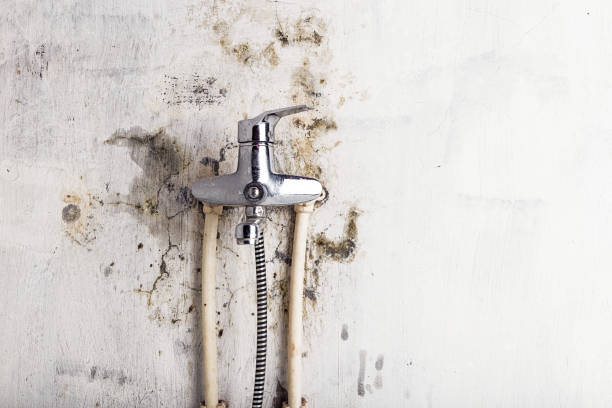 Reliable Franklin Farm, VA Mold Removal Solutions