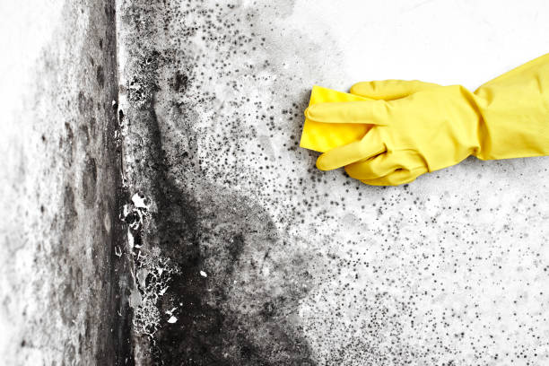 Best Affordable Mold Removal  in Franklin Farm, VA