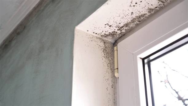 Best Emergency Mold Removal  in Franklin Farm, VA
