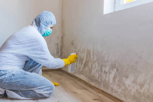 Mold Removal Process in Franklin Farm, VA