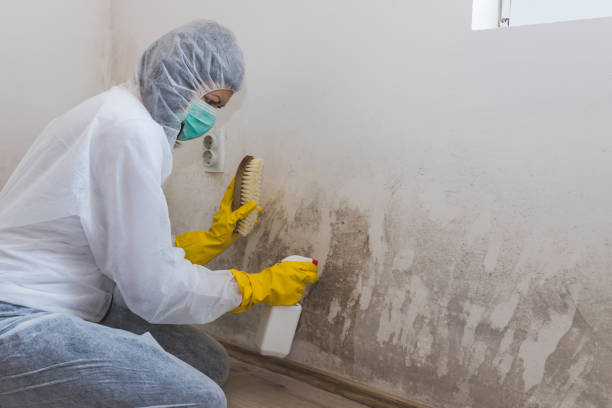 Best Fast Mold Removal  in Franklin Farm, VA