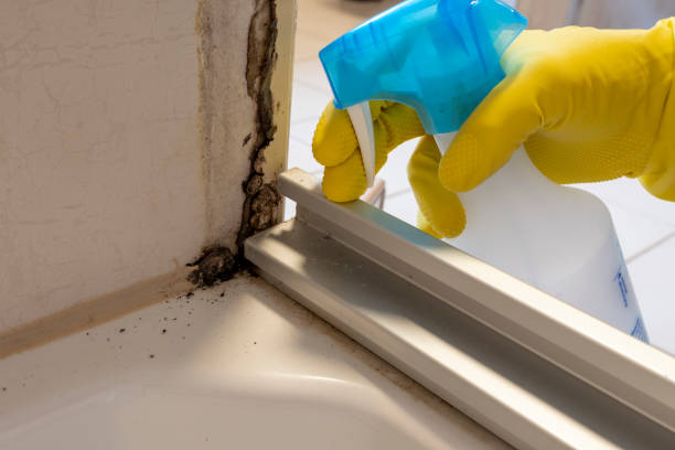 Best Affordable Mold Removal  in Franklin Farm, VA