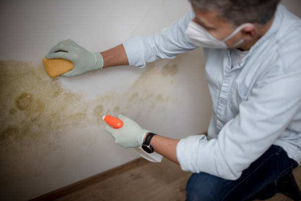 Best Mold Damage Repair  in Franklin Farm, VA