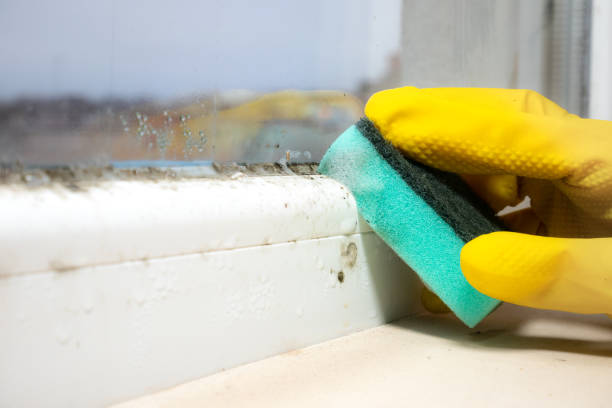Best Emergency Mold Removal  in Franklin Farm, VA
