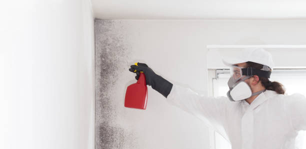 Best Same-Day Mold Removal  in Franklin Farm, VA