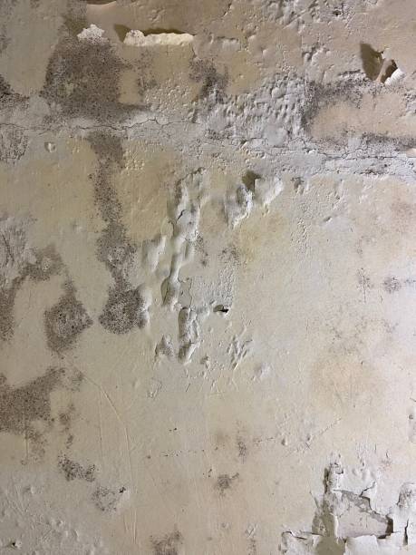  Franklin Farm, VA Mold Removal Pros