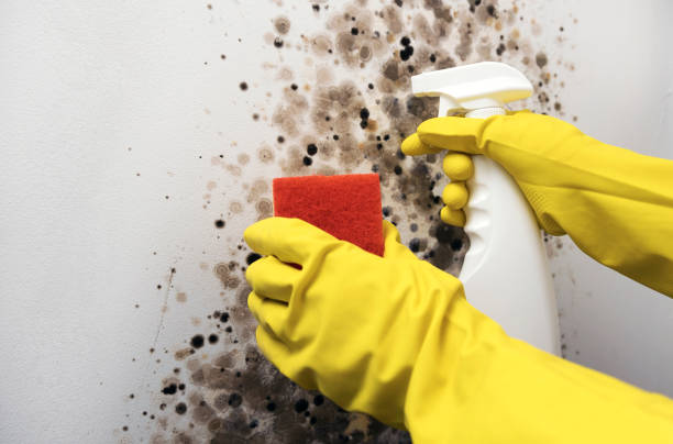 Best Local Mold Removal Service  in Franklin Farm, VA