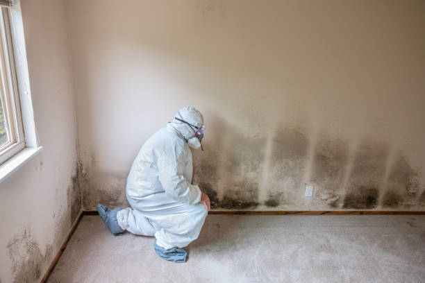 Best Mold Removal Process  in Franklin Farm, VA