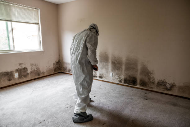 Professional Mold Removal in Franklin Farm, VA