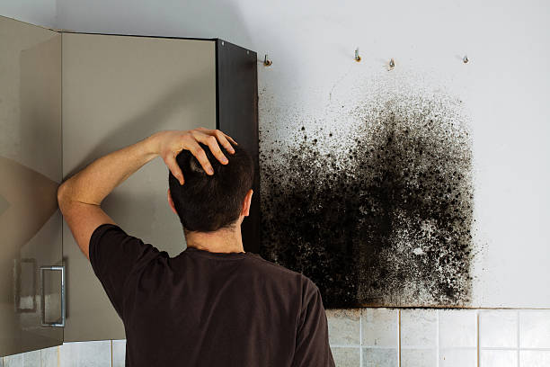Home Mold Removal in Franklin Farm, VA