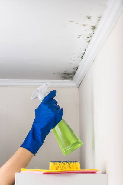 Best Mold Testing  in Franklin Farm, VA